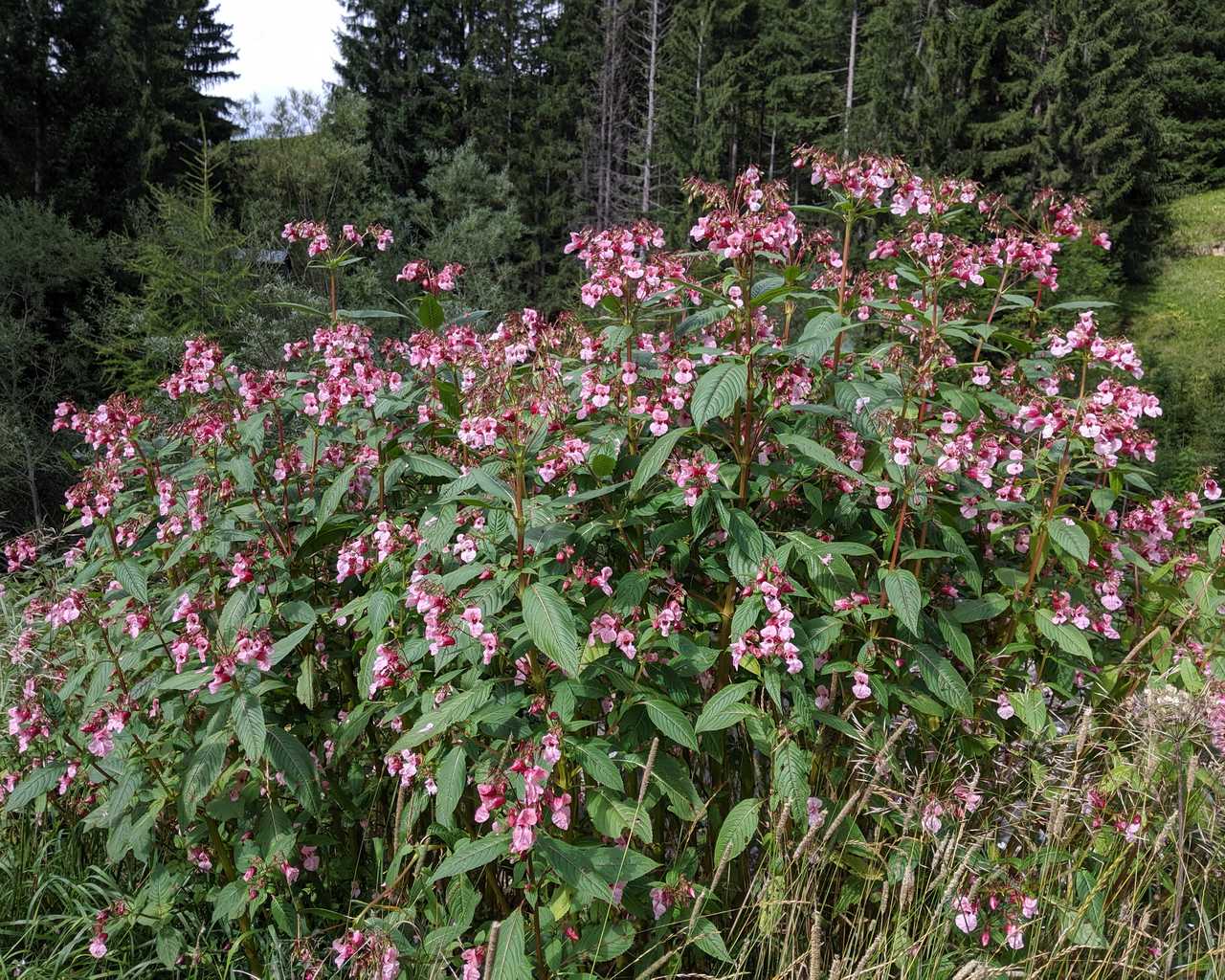 Impatiens glandulifera